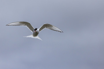 Whilst their mates incubate their eggs, these Arctic Terns head