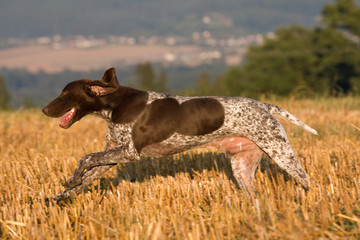 Running German shorthaired pointer in a field - obrazy, fototapety, plakaty