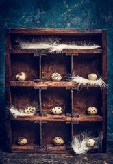 Quail eggs with feathers  on shelves in vintage  wooden box , rustic background, side view. Easter greeting card.