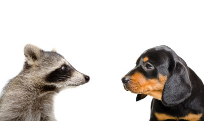 Portrait of raccoon and puppy breed Slovakian Hound  © sonsedskaya