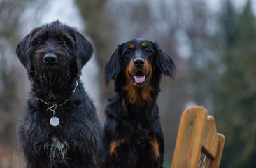 Beautiful mutt black dog and hovawart sitting on wooden benche