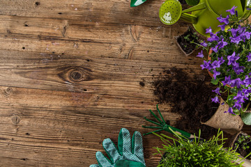 Gardening tools and flowers on wooden background