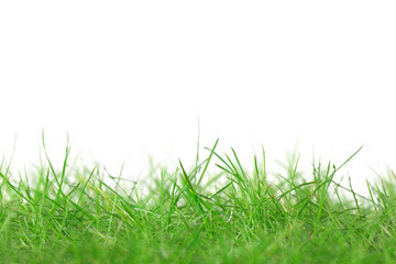 Green grass isolated