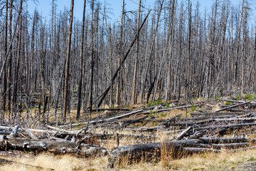 Yellowstone National Park, USA