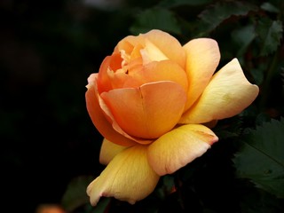 rosa color crema en solitario, con volumen y sobre fondo oscuro