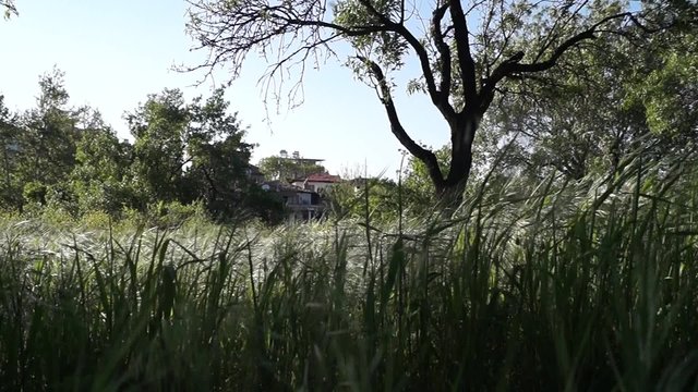 uzun bah&ccedil;e otları