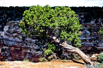 Tree Over A Canyon