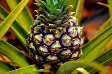 Pineapple Plant 2