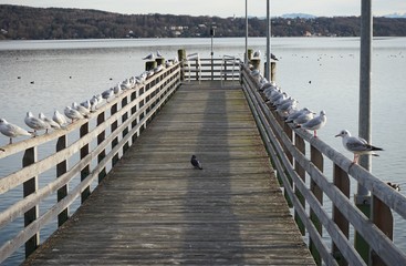 Obraz premium Steg mit Möwen am Starnberger See im Winter 