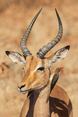 Symbiosis, Impala with oxpecker, Kruger Park, South Africa