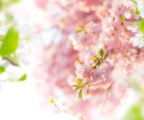 Spring border background with pink blossom