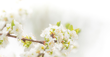 Spring border background with white blossom