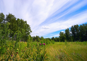 Obraz premium Long streaks of clouds in sky above the forest .