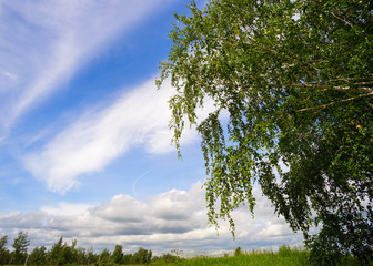 Obraz premium Birch on sky background with clouds .