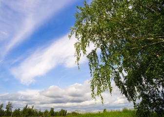 Birch on sky background with clouds .