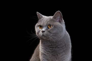 Grey cat on black background.