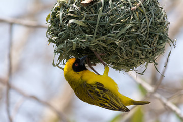 Yellow Weaver bird building a nest in Namibia, Africa.