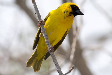 Yellow Weaver bird in a tree