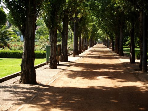paseo entre chopos