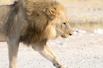 Male Lion on a gravel road
