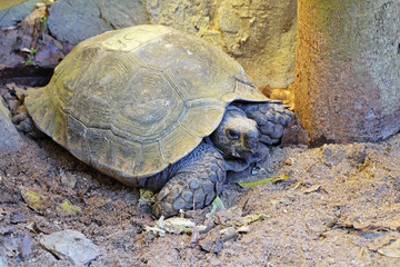 eye of turtle (selected focus) with its whole body on soil groun