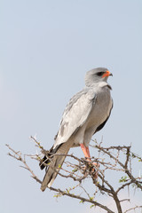 Lizard Buzzard in top of tree