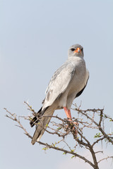 Lizard Buzzard in top of tree