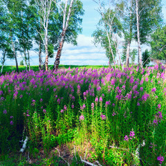 Fireweed blooming in a forest glade among  birches.