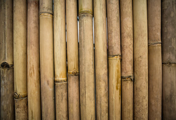 Bamboo trunk texture.