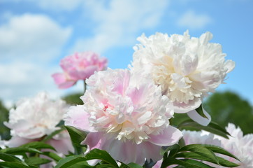 Beautiful peony flowers