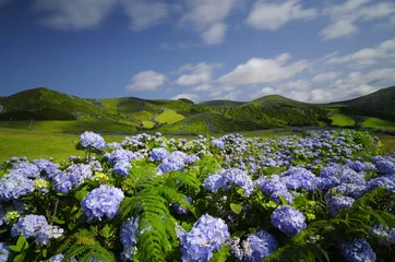 Fotobehang Flores, hortensia wild veld, azoren, portugal © shine73
