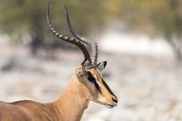 Blackfaced Impala seen from side
