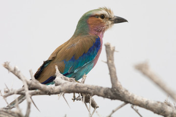 Lilac breasted Roller on top of a tree
