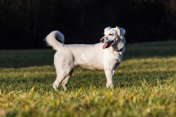 Fototapeta premium White shelter dog
