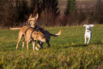 Brown mixed shelter dogs outside