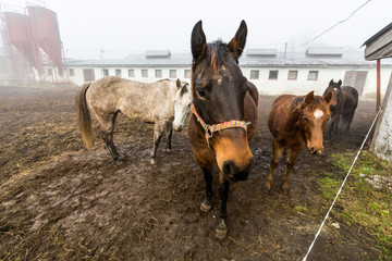 Horses in a farm in Slovakia