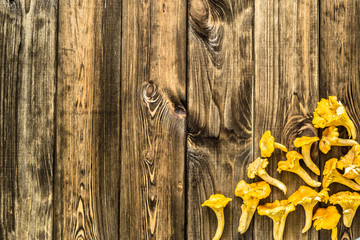 Chanterelles mushrooms from forest on a wooden planks background with copy-space