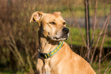 Mixed Pitbull and Labrador portrait