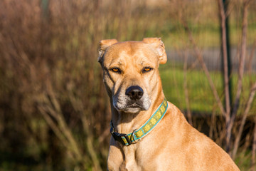 Mixed Pitbull and Labrador portrait