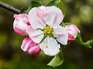 Obraz premium Apple flower