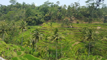 Fototapeta na wymiar Tegalalang rice terraces, Ubud