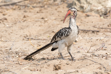 Hornbill at the ground (Toko)