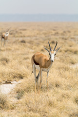 Fototapeta premium springbok in grass desert