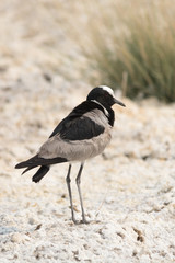Blacksmith Lapwing on the ground