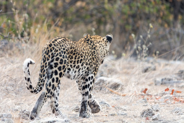 wild Cheetah senn  from behind