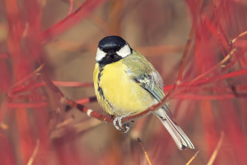 yellow bird red bird among the branches on the Bush