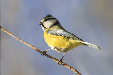 bird blue tit is on a thin branch in the Park