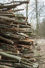 Cutting down trees in the forest