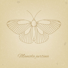 Vector sketch of a butterfly on the background texture of the old paper