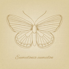 Vector sketch of a butterfly on the background texture of the old paper